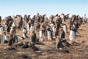 SaundersIs_GentooPenguins_4751_m