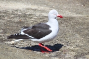 SaundersIs_KelpGulls_4752_3_m