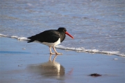 SaundersIs_OysterCatchers_4874_3_m