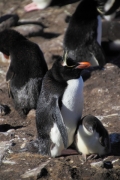 SaundersIs_RockHopperPenguins_4833