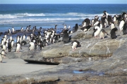 SaundersIs_RockHopperPenguins_4850_m