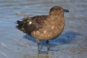 SaundersIs_Skuas_3230_3_m