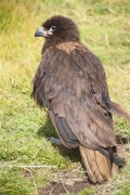 SaundersIs_StriatedCaraCara_4733_m