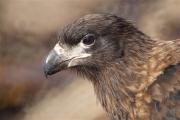 Saunders__Caracara_DSC05679