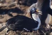 Saunders__Cormorant_Blue-eyed_DSC05707