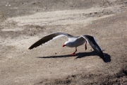 Saunders__Gull_Kelp_DSC05592