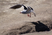 Saunders__Gull_Kelp_DSC05594