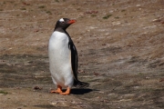 Saunders__Penguin_Gentoo_DSC05604