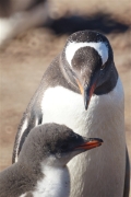 Saunders__Penguin_Gentoo_DSC05712