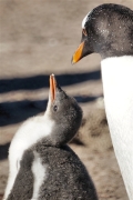 Saunders__Penguin_Gentoo_DSC05714