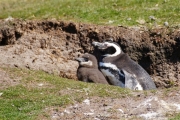 Saunders__Penguin_Magellanic_DSC05625