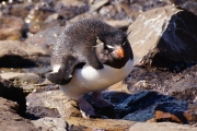 Saunders__Penguin_Rockhopper_DSC05630