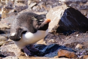 Saunders__Penguin_Rockhopper_DSC05631