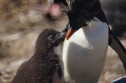 Saunders__Penguin_Rockhopper_DSC05688