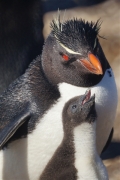 Saunders__Penguin_Rockhopper_DSC05700