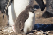 Saunders__Penguin_Rockhopper_DSC05702