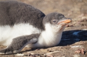 Saunders__Penguin_Rockhopper_DSC05720