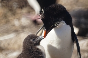 Saunders__Penguin_Rockhopper_DSC0693