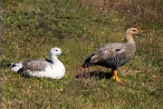 Stanley__Geese_Kelp_DSC05806