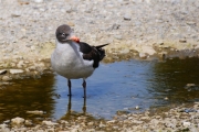 Stanley__Gull_Kelp_DSC05846