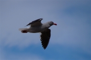 Stanley__Gull_Kelp_DSC05855