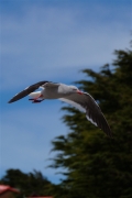 Stanley__Gull_Kelp_DSC05859