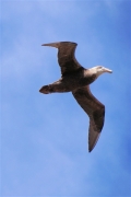 Stanley__Petrel_Giant_DSC05838