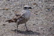 Stanley__Skua_Antarctic_DSC05852