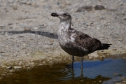 Stanley__Skua_Antarctic_DSC05863