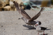 Stanley__Skua_Antarctic_DSC05866