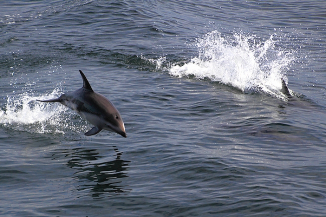 BeagleCanal_PealesDolphins_6046_3_m.jpg