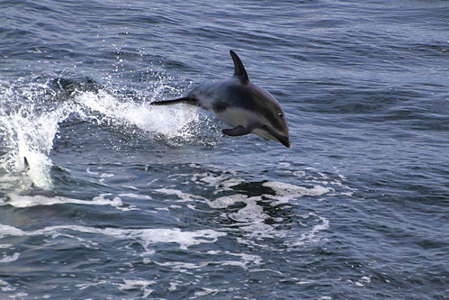 BeagleCanal_PealesDolphins_6047_3_m.jpg