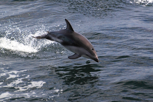 BeagleCanal_PealesDolphins_6051_3_m.jpg