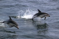 BeagleCanal_PealesDolphins_6048_3_m