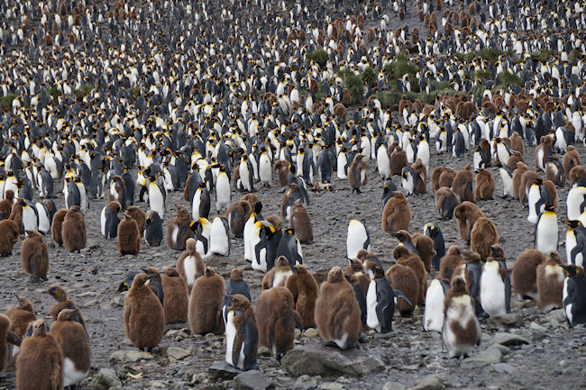 RightWhaleBay_KinPenguins_DSC06696.JPG