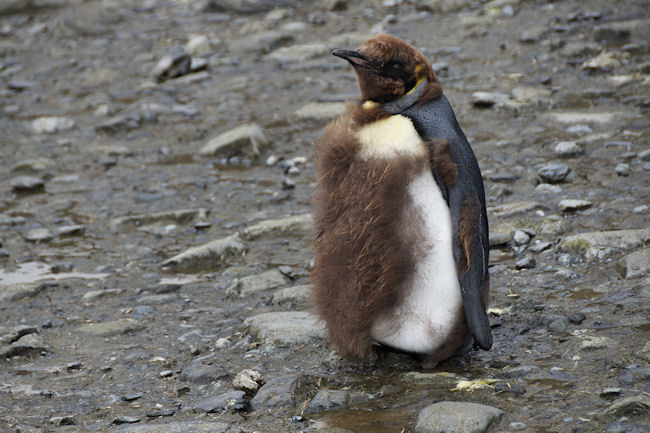 RightWhaleBay_KingPenguins_DSC06692.JPG