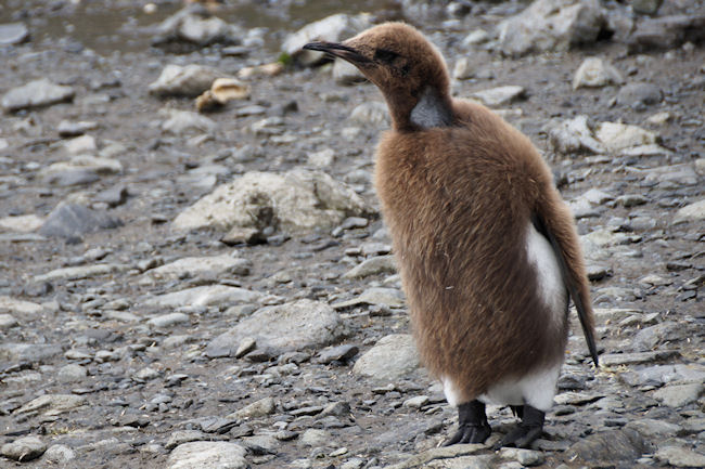 RightWhaleBay_KingPenguins_DSC06693.JPG