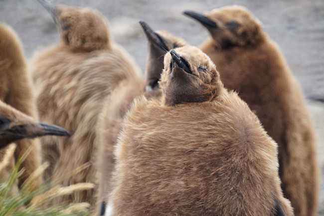 RightWhaleBay_KingPenguins_DSC06701.JPG