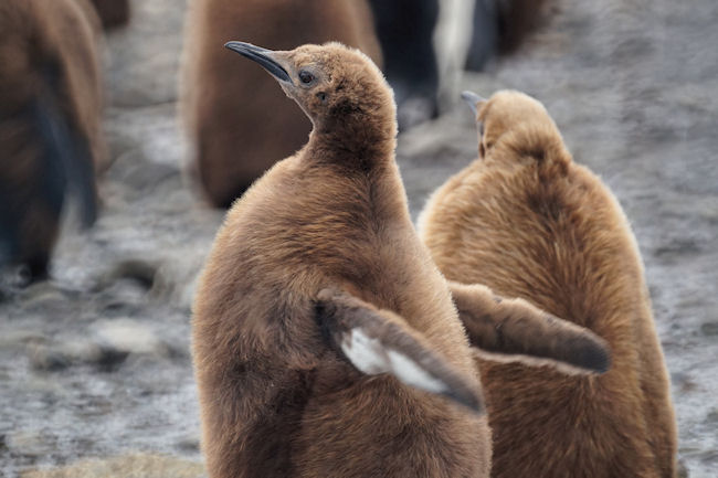 RightWhaleBay_KingPenguins_DSC06703.JPG