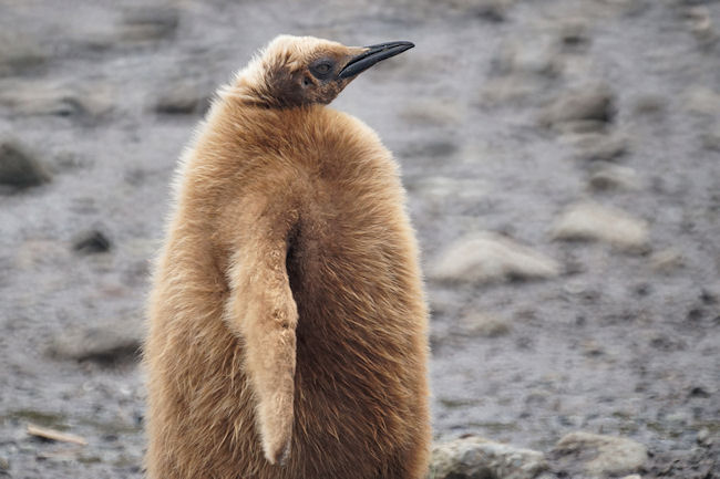 RightWhaleBay_KingPenguins_DSC06707.JPG