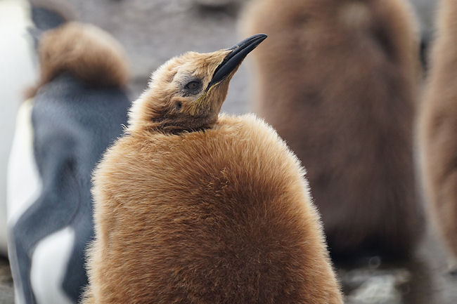 RightWhaleBay_KingPenguins_DSC06713.JPG