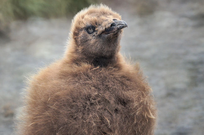 RightWhaleBay_KingPenguins_DSC06719.JPG