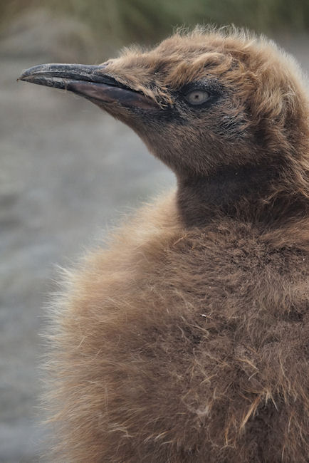 RightWhaleBay_KingPenguins_DSC06720.JPG