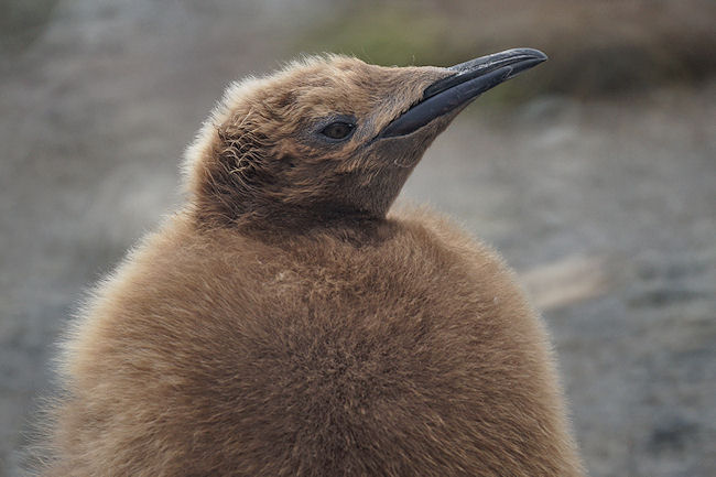 RightWhaleBay_KingPenguins_DSC06723.JPG