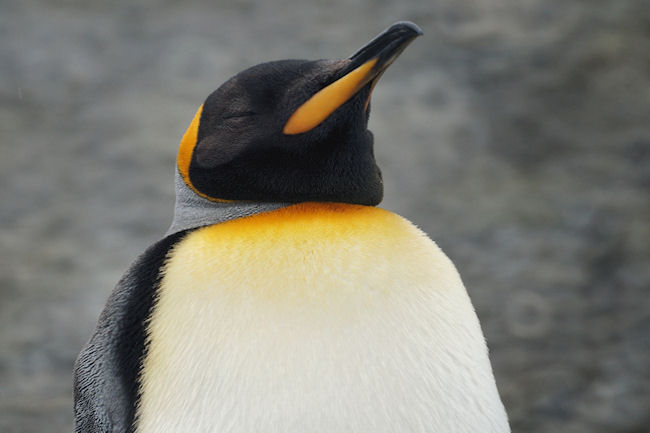 RightWhaleBay_KingPenguins_DSC06733.JPG