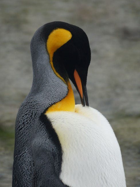 RightWhaleBay_KingPenguins_DSC06740_2.JPG