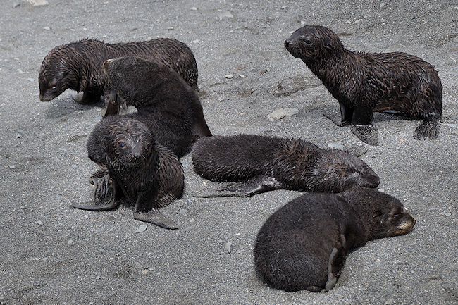 RightWhaleBay_Seals_DSC06687.JPG