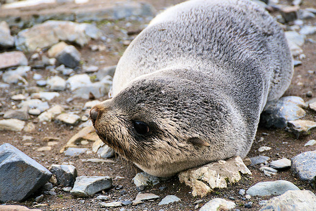 RightWhaleBay_Seals_DSC06756.JPG