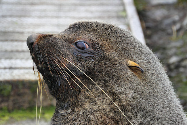 SGeorgia_Day9_Prion_FurSeals_5421.jpg