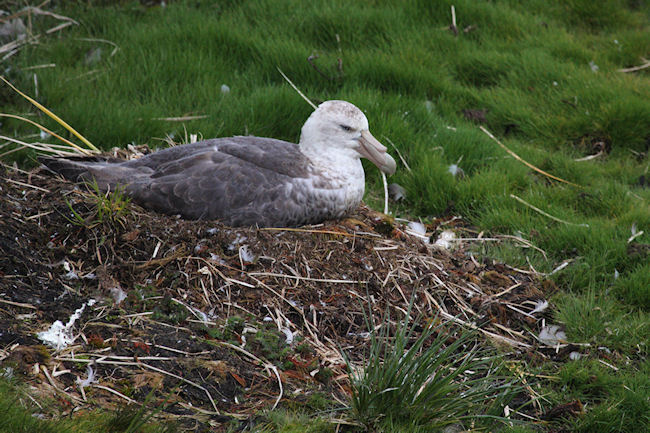 SGeorgia_Day9_Prion_Petrel_3367.jpg